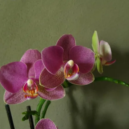 L'ulma E L'opi Rb Guastalla