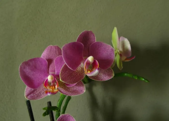 L'ulma E L'opi Rb 구아스탈라